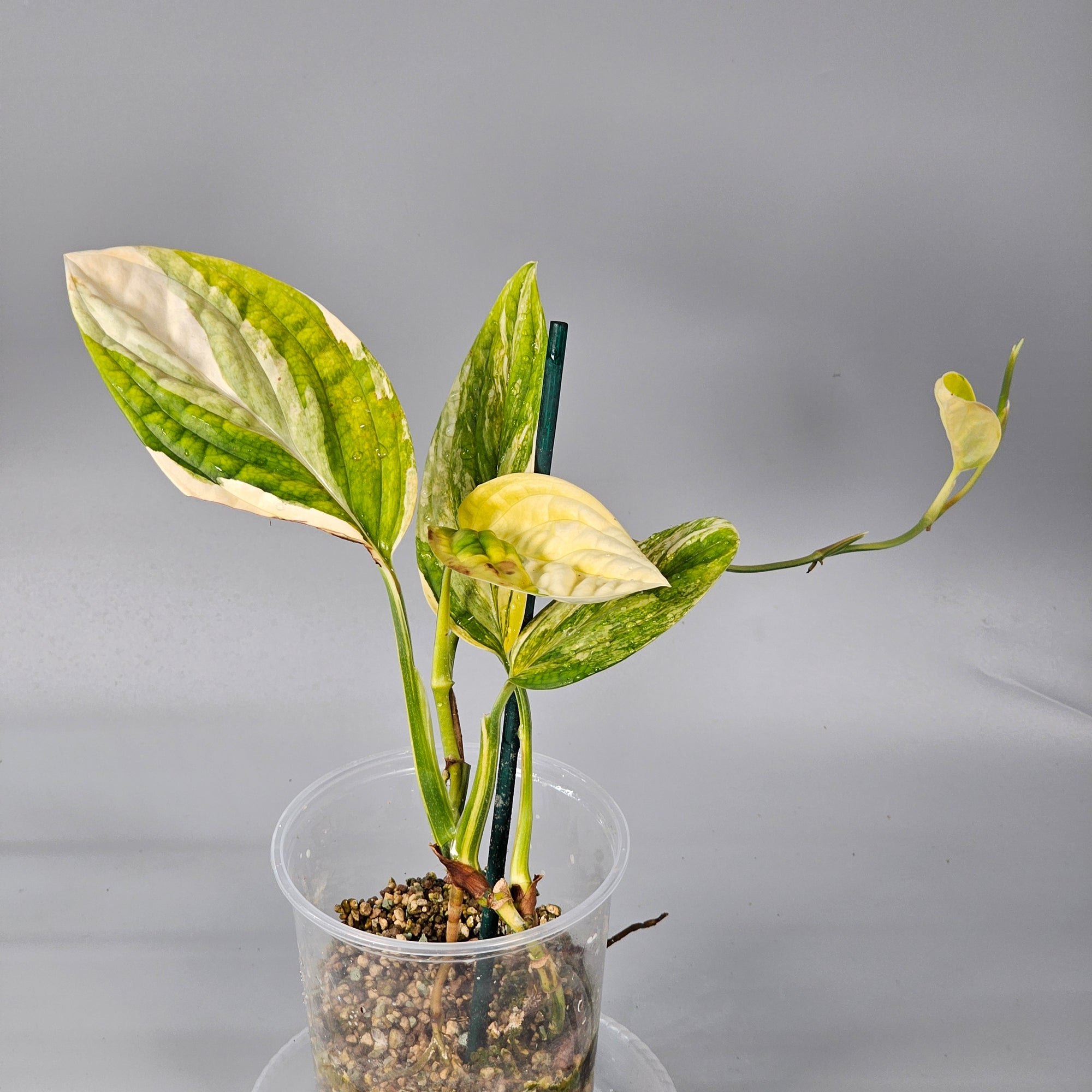 Monstera Peru Variegated