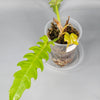 Philodendron Golden Crocodile - B | Rare Houseplants