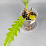 Philodendron Golden Crocodile - B | Rare Houseplants