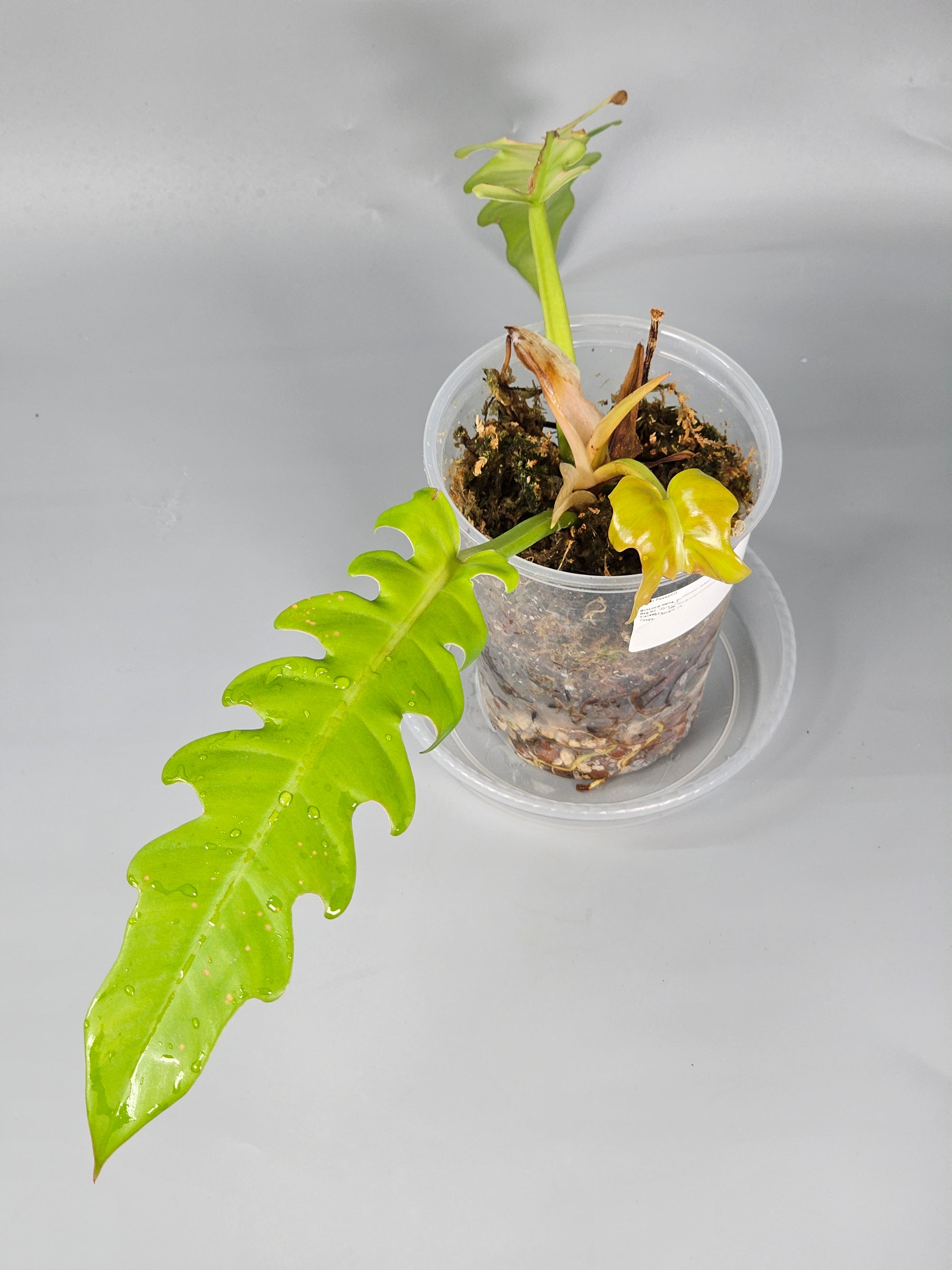Philodendron Golden Crocodile - B | Rare Houseplants