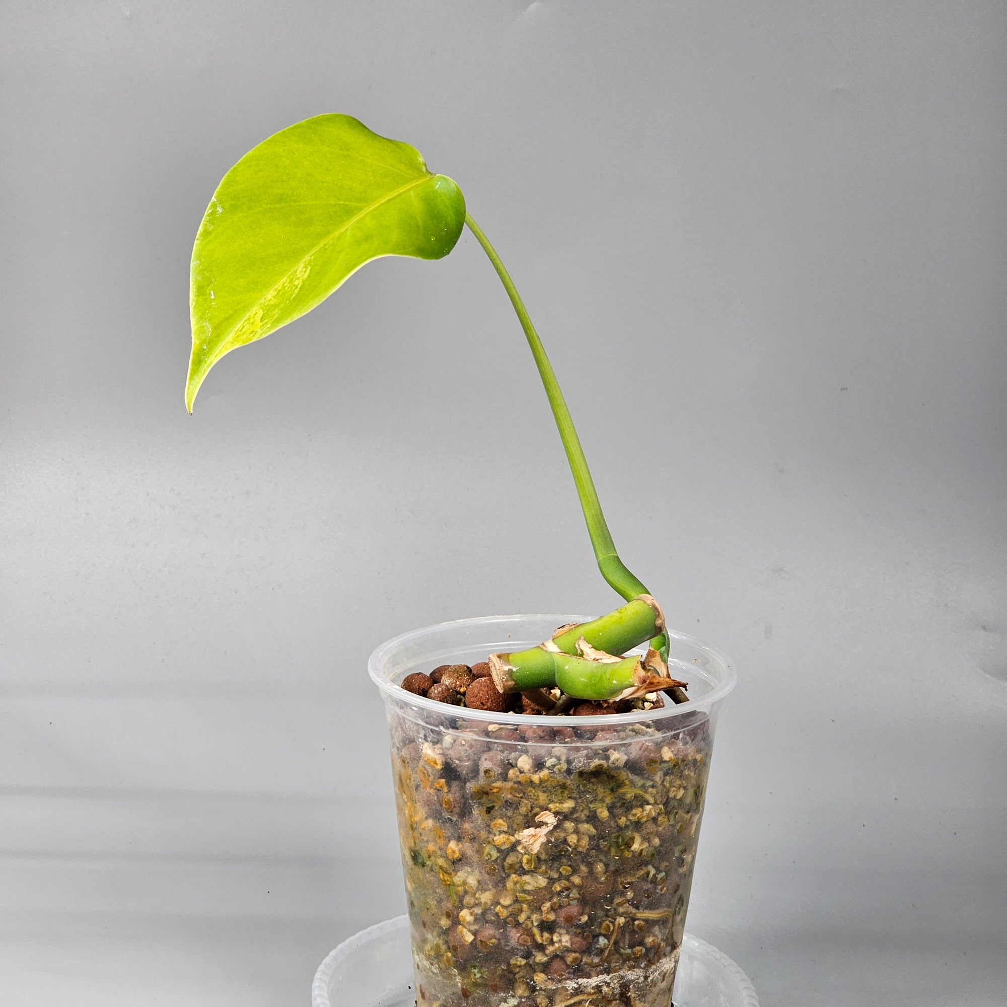 Monstera Aurea 1 leaf light variegation