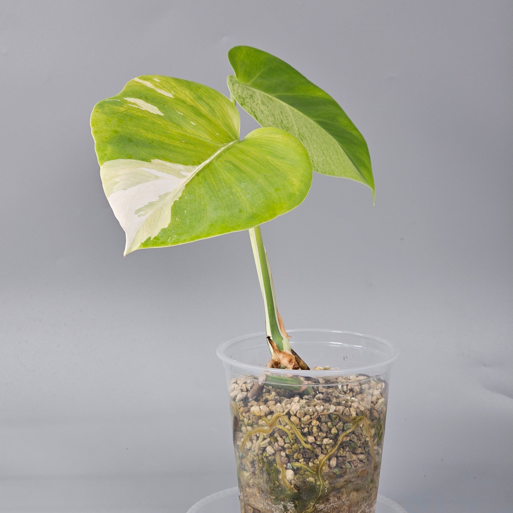 Monstera Jungle Mint