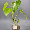 Monstera Albo Medium - A | Rare Houseplants