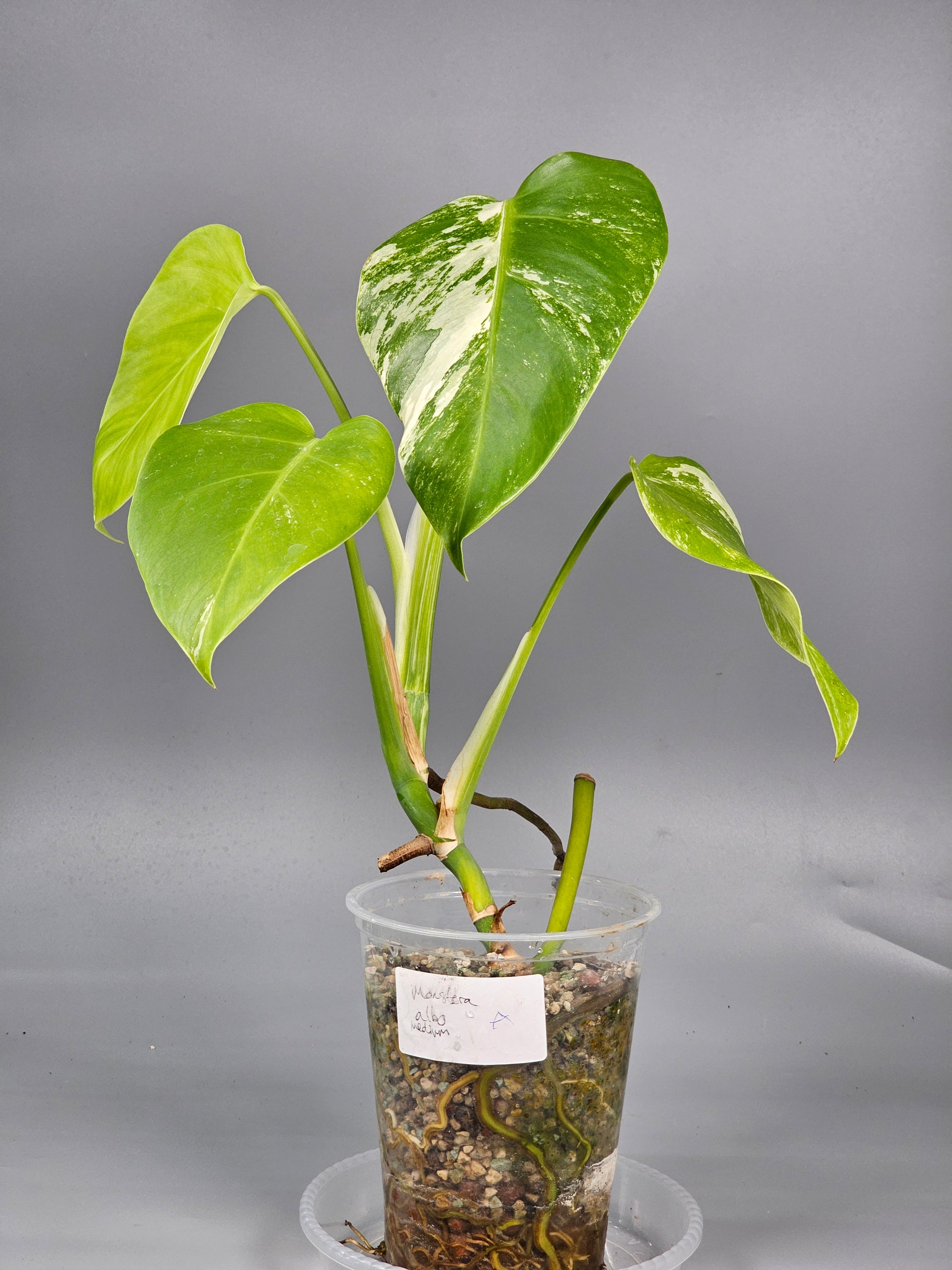 Monstera Albo Medium - A | Rare Houseplants