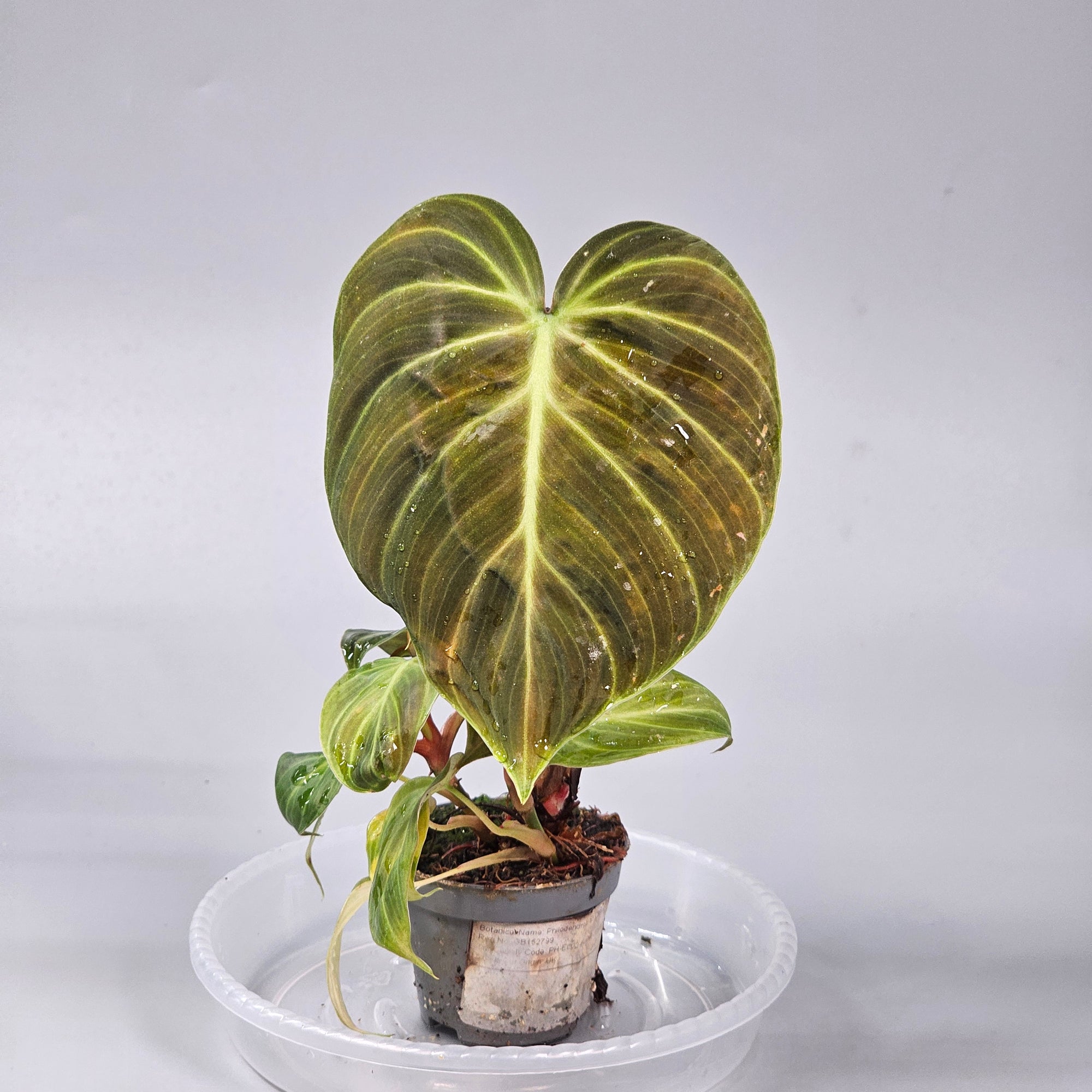 Philodendron El Choco Red
