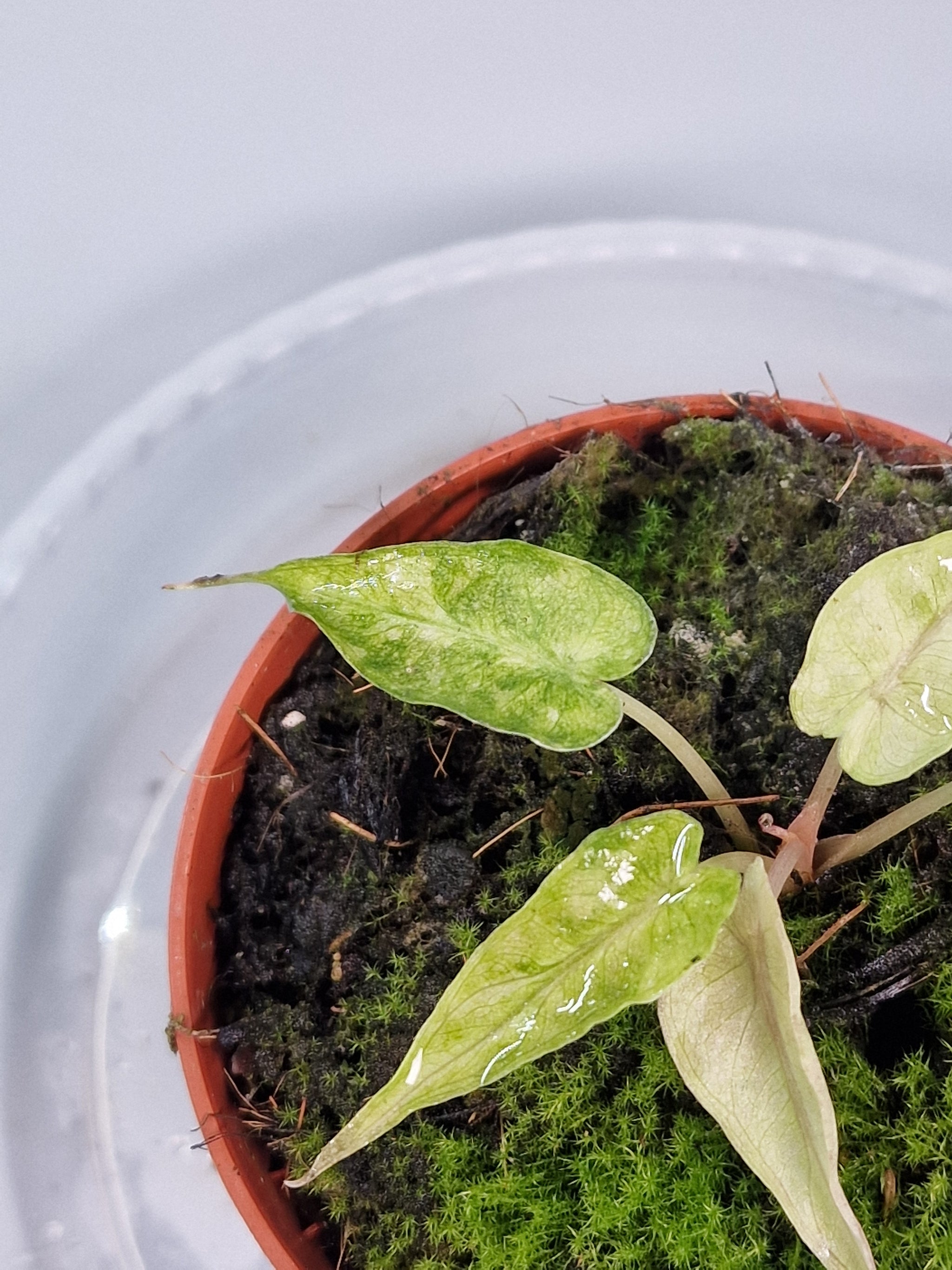 Alocasia 'polly Yellow Variegata'  - A | Rare Houseplants