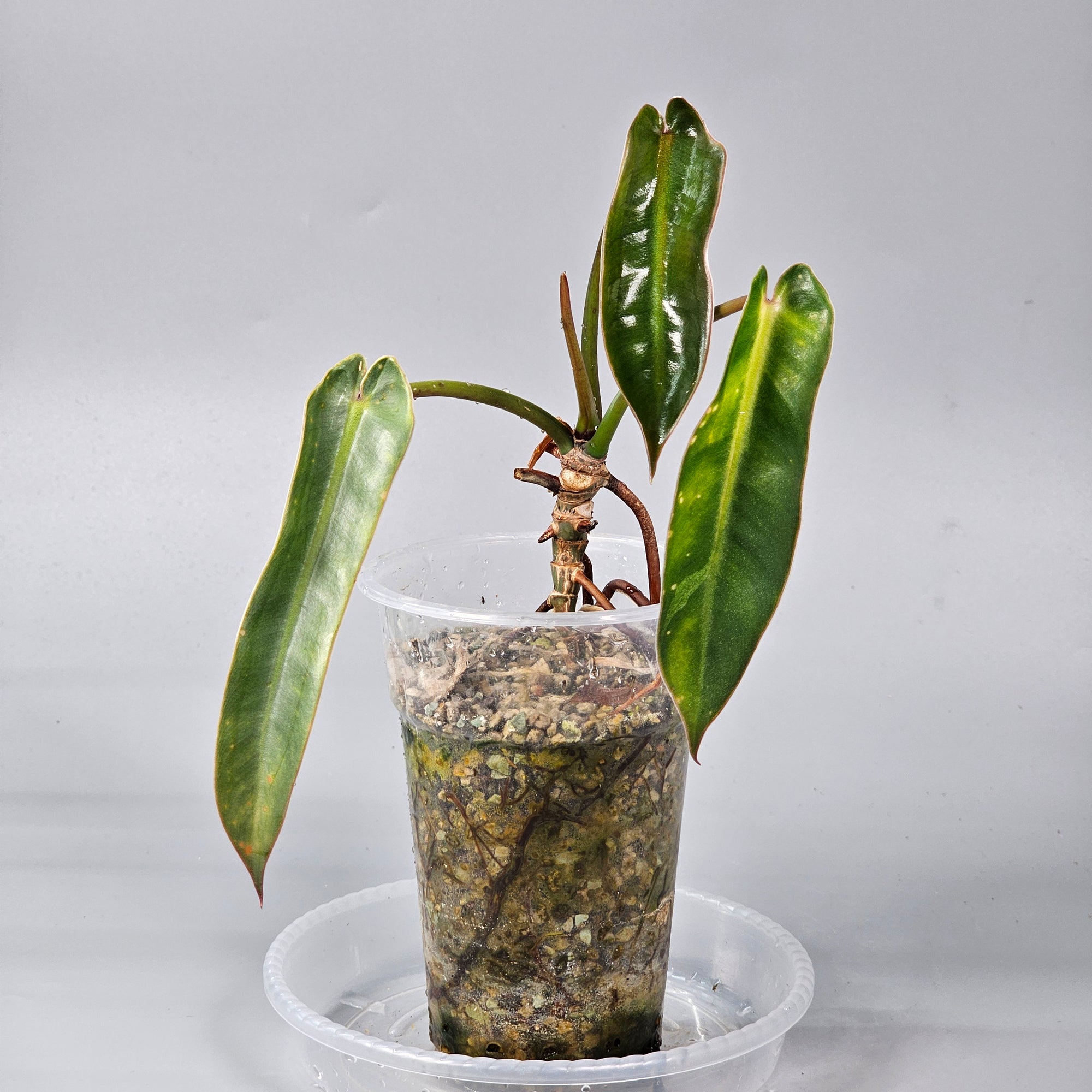 Philodendron Spiritus Sancti