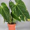 Anthurium Queremalense - D | Rare Houseplants