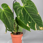 Anthurium Queremalense - D | Rare Houseplants