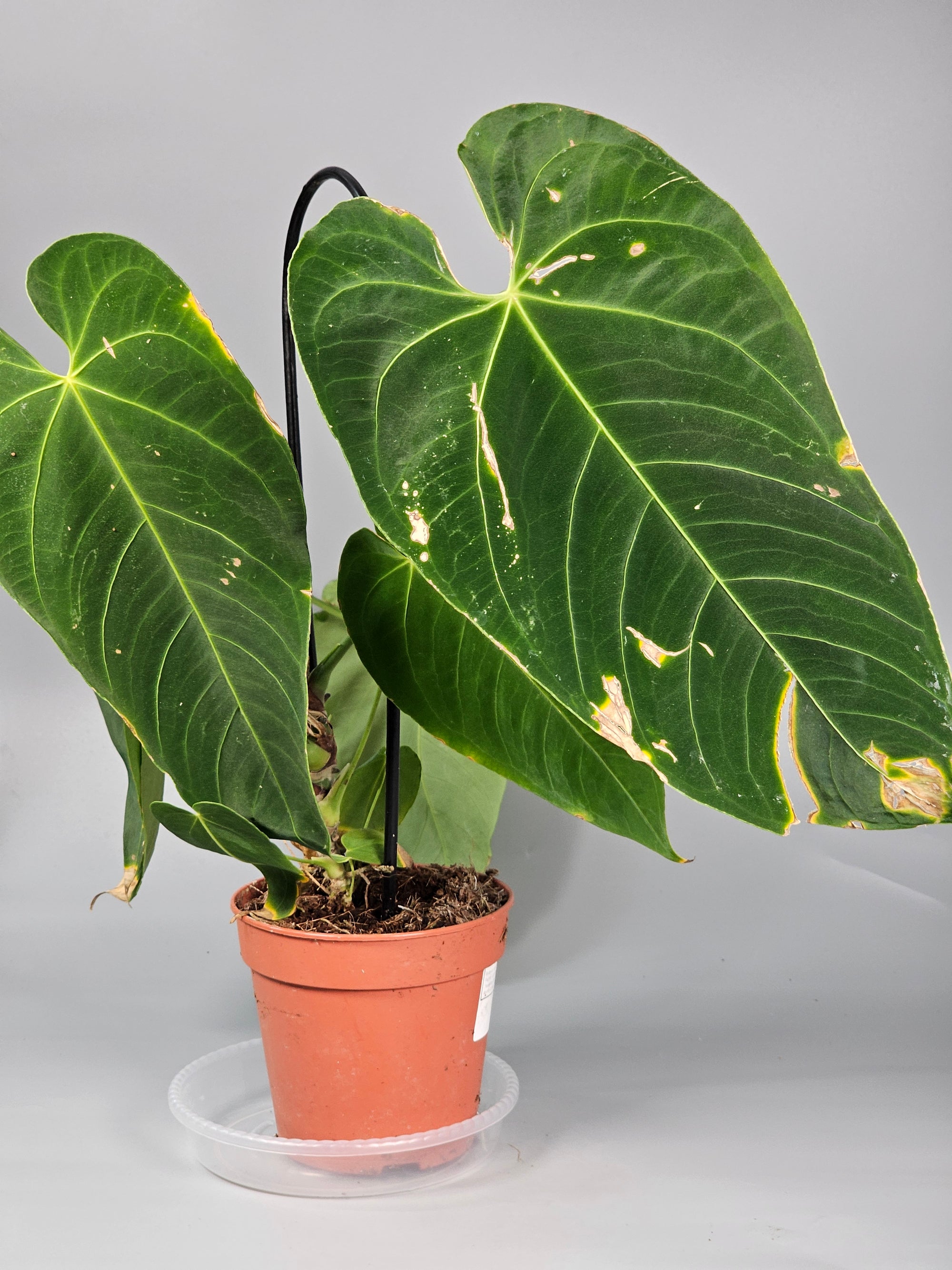 Anthurium Queremalense - D | Rare Houseplants