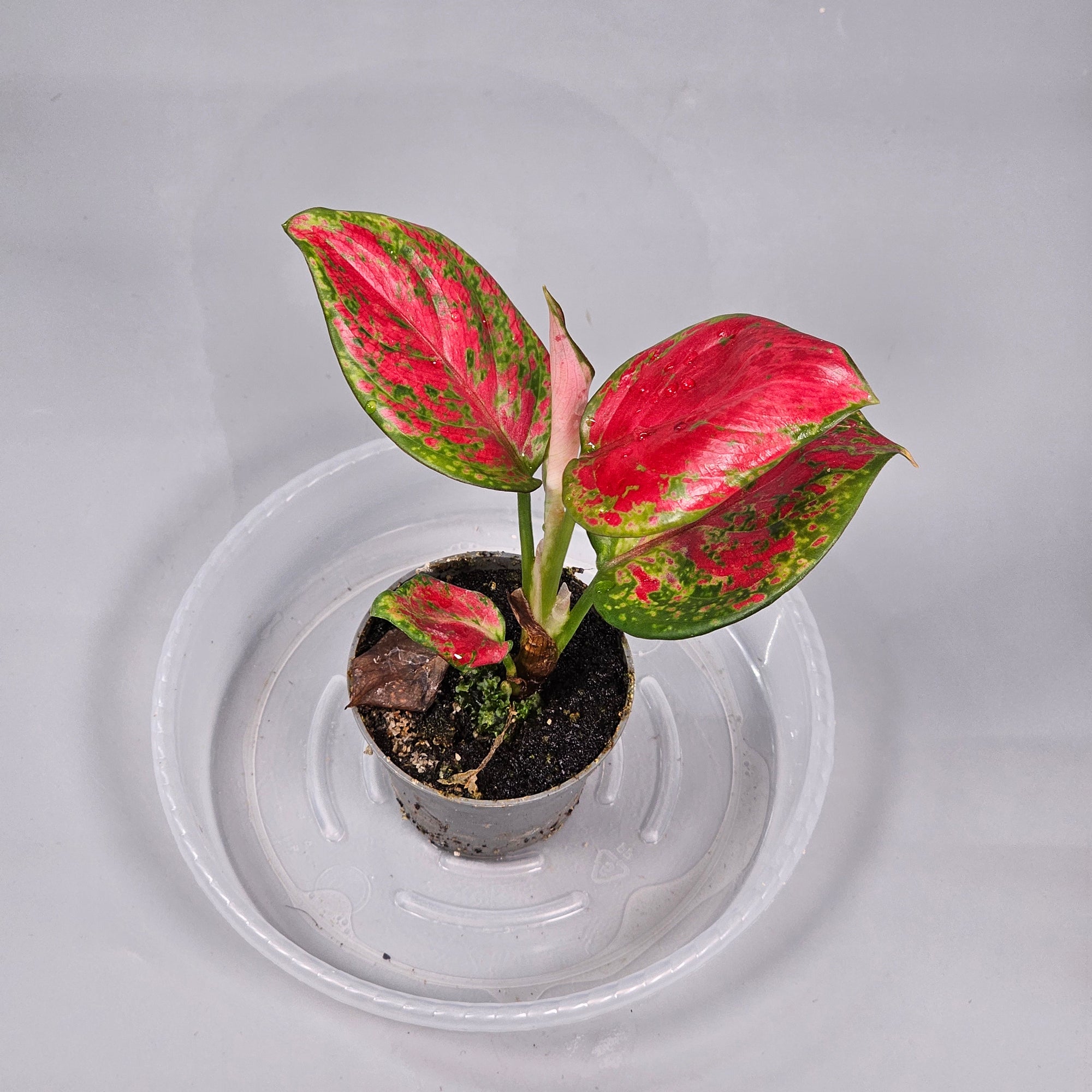 Aglaonema Red Zircon