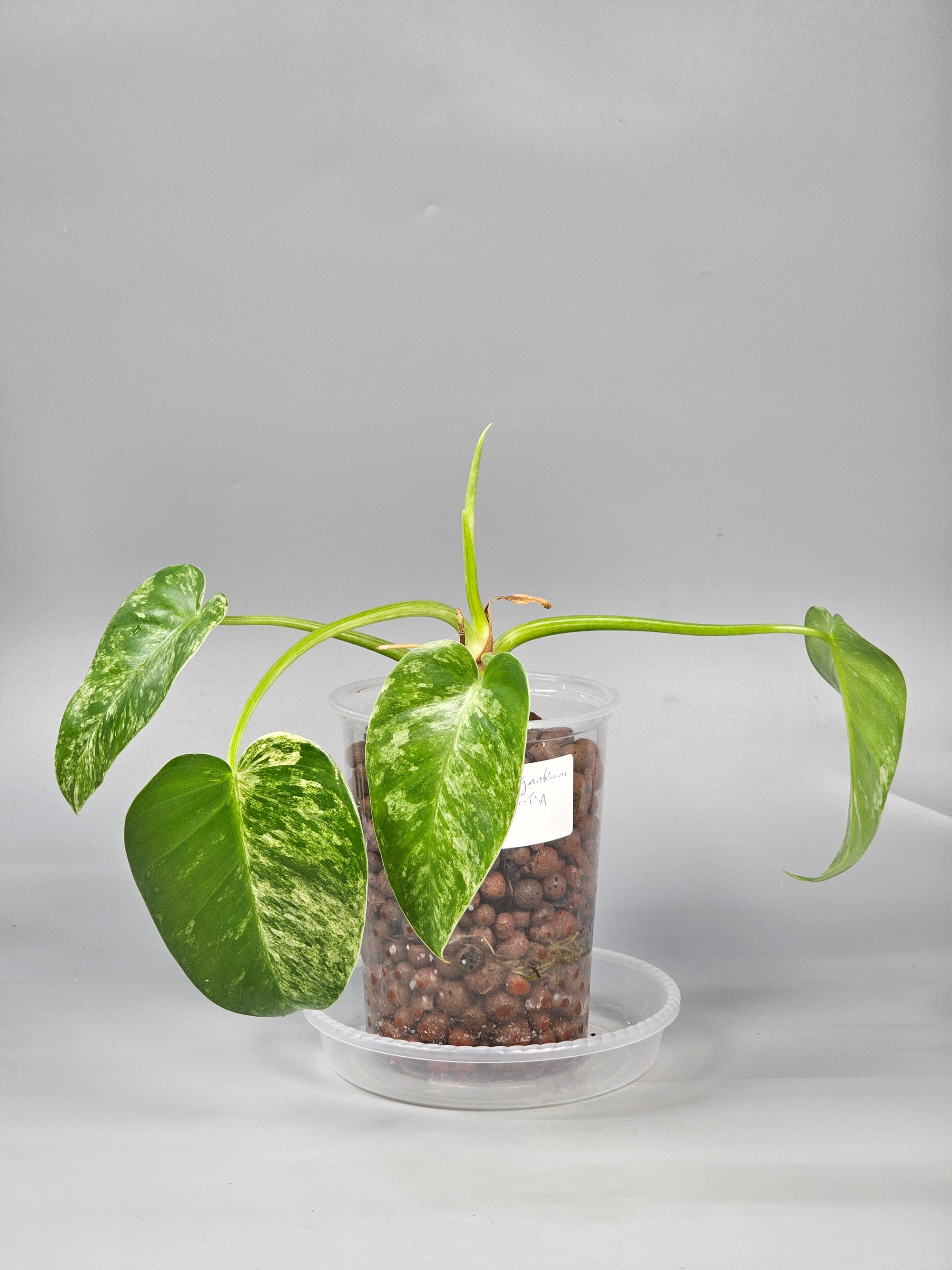 Philodendron Giganteum Blizzard - A | Rare Houseplants