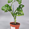 Monstera Adansonii 'variegata' - F | Rare Houseplants