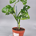 Monstera Adansonii 'variegata' - F | Rare Houseplants