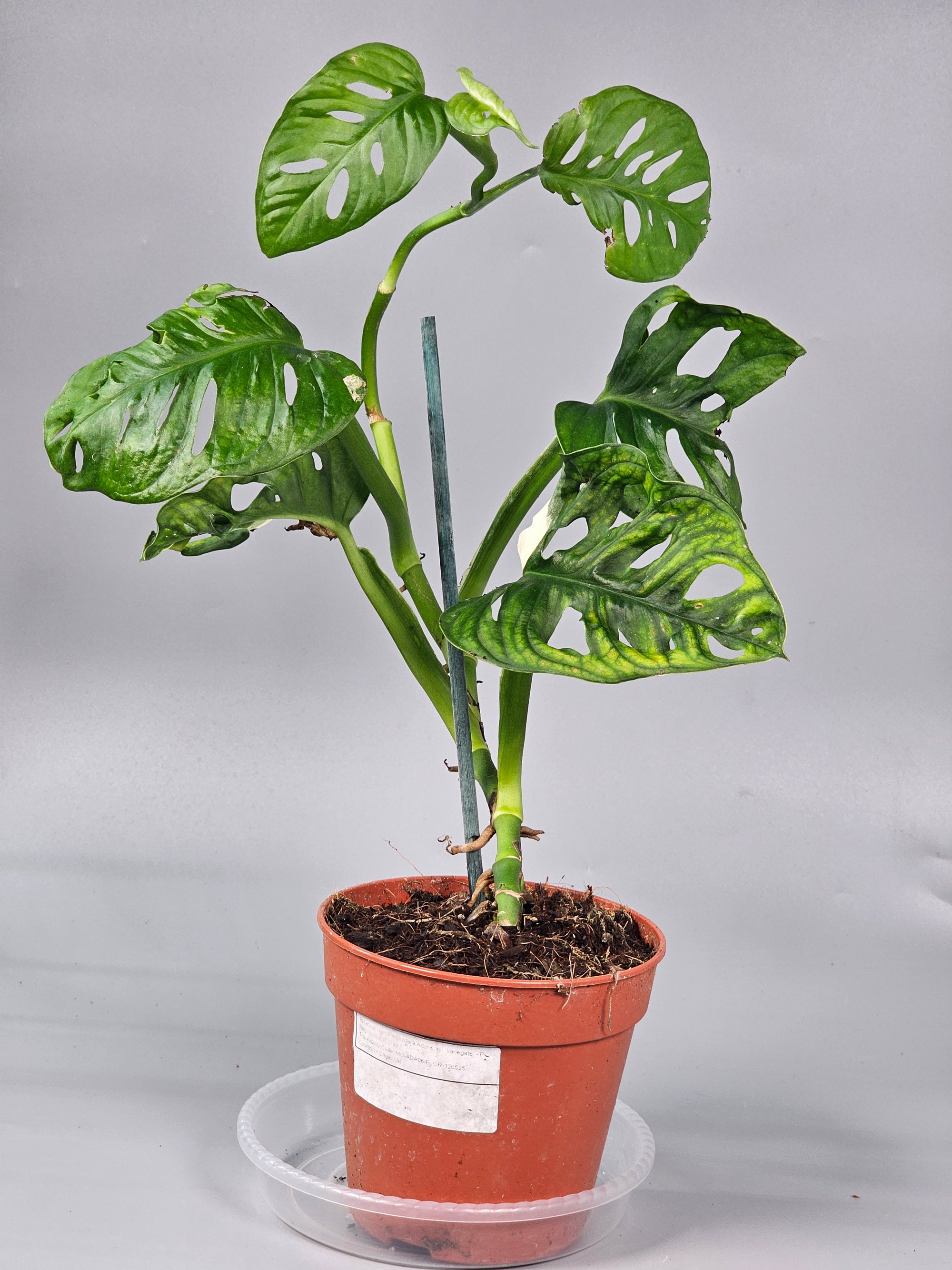 Monstera Adansonii 'variegata' - F | Rare Houseplants