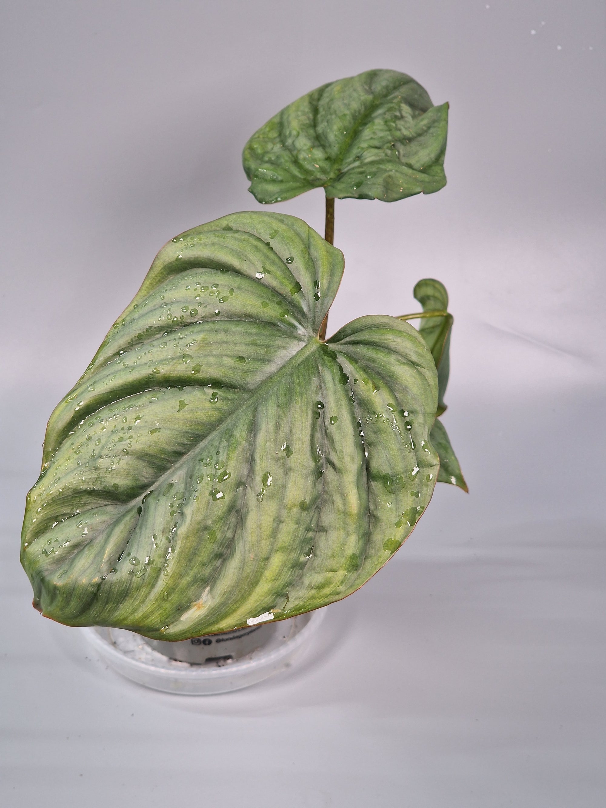 Philodendron Sp Colombia - B | Rare Houseplants