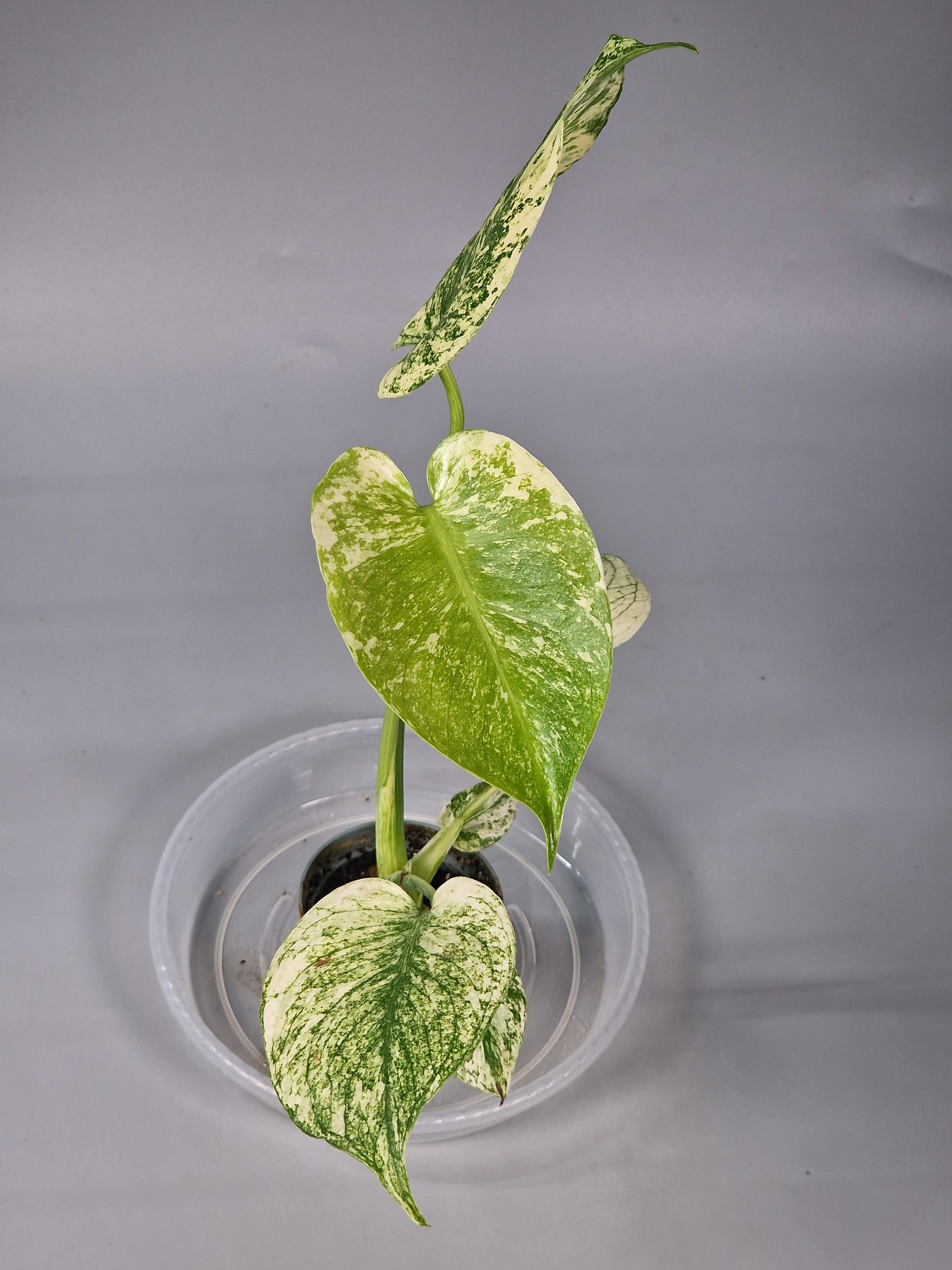 Monstera Mint