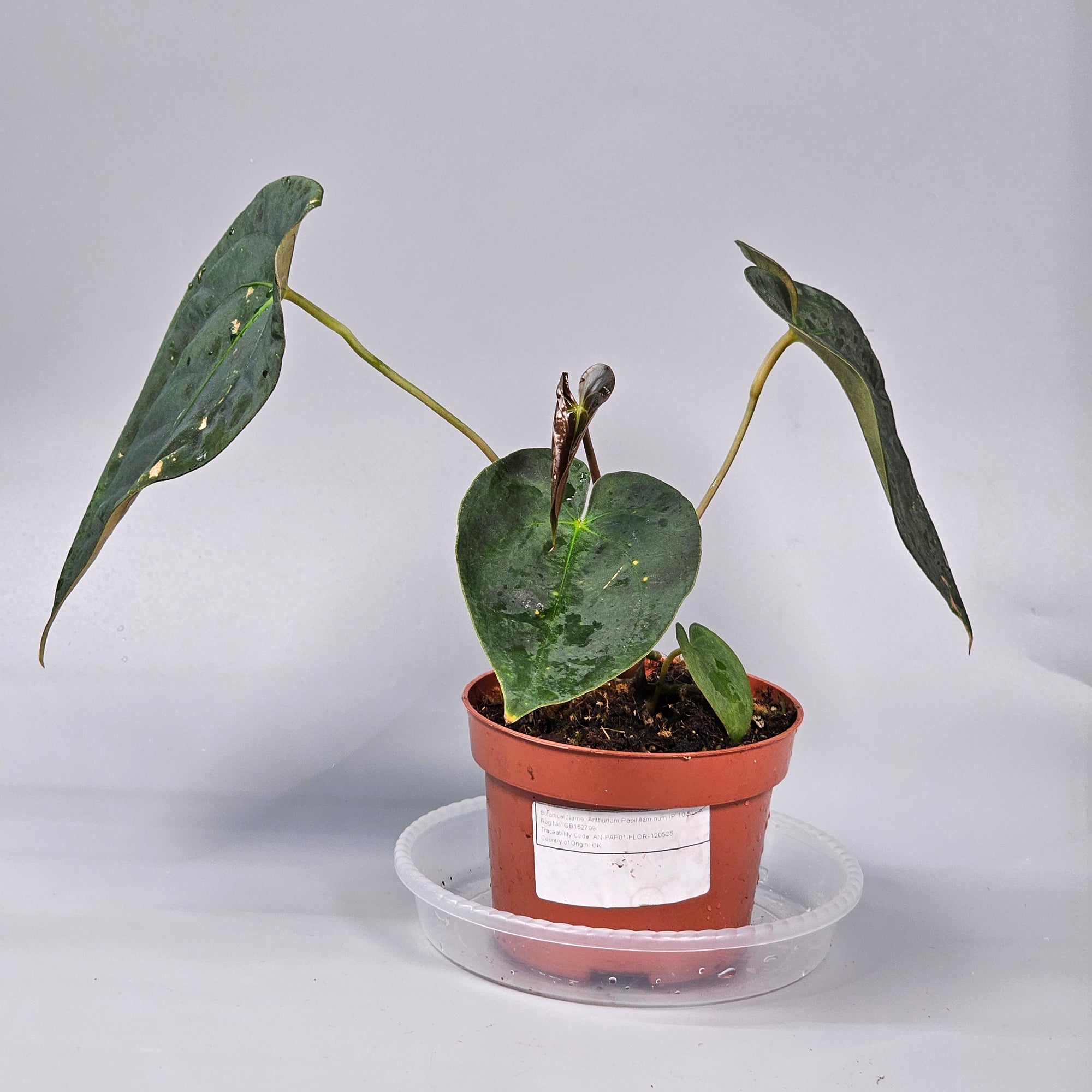 Anthurium Papillilaminum (P 10.5) - A