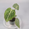 Philodendron Gloriosum 6cm - A | Rare Houseplants