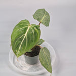 Philodendron Gloriosum 6cm - A | Rare Houseplants