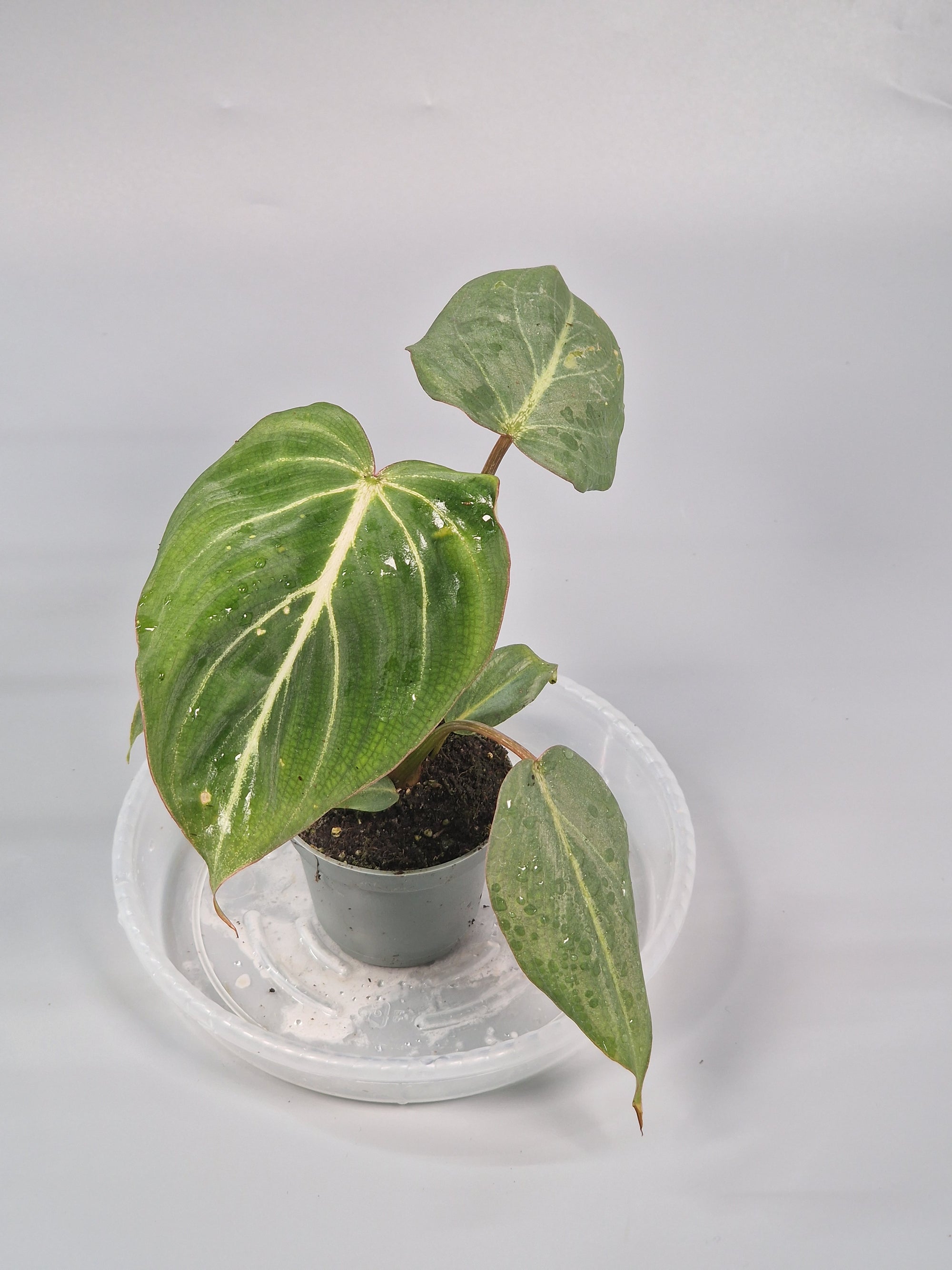 Philodendron Gloriosum 6cm - A | Rare Houseplants