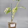 Monstera Adansonii Albo Variegated - A | Rare Houseplants