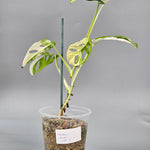 Monstera Adansonii Albo Variegated - A | Rare Houseplants