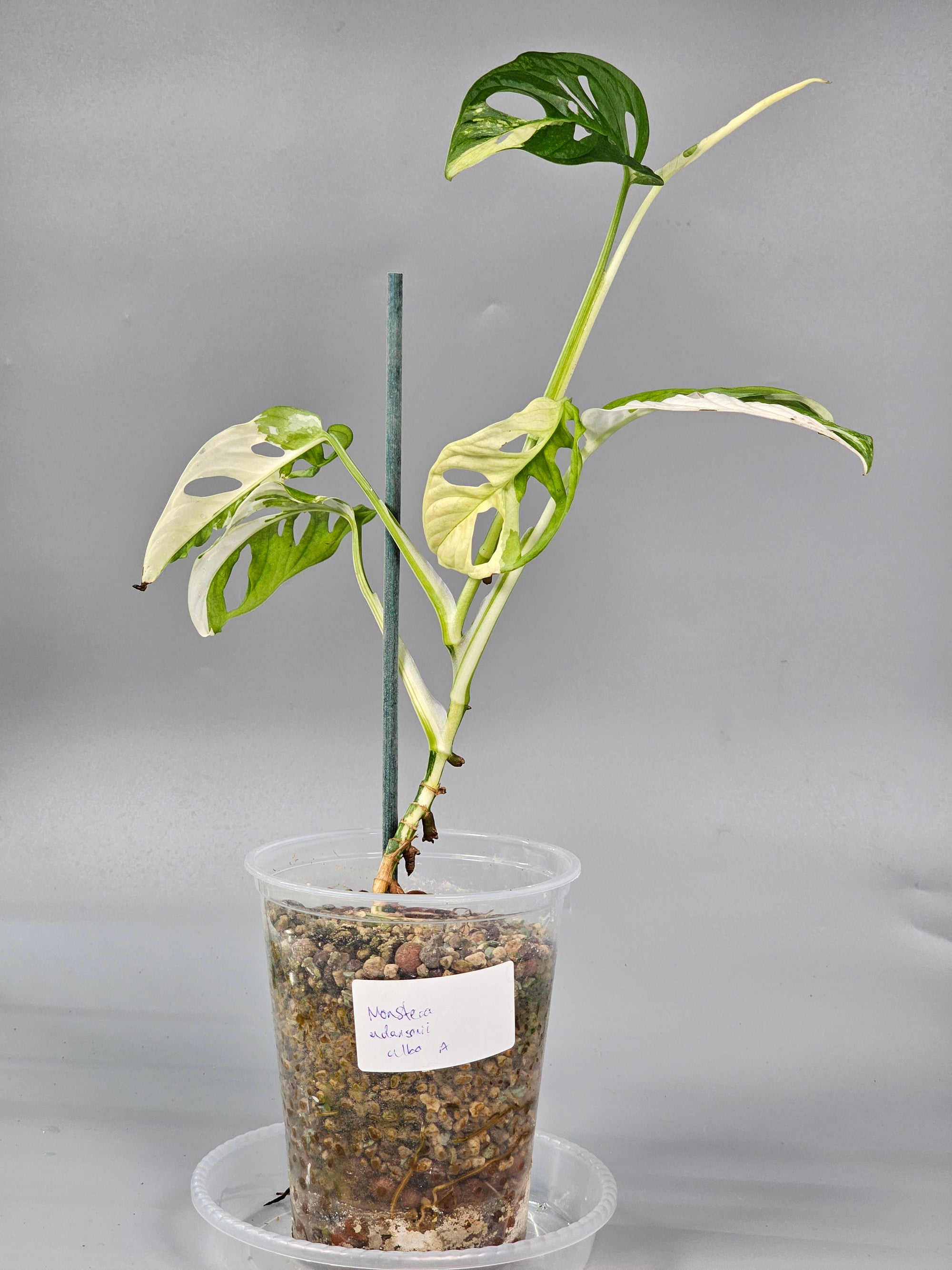Monstera Adansonii Albo Variegated - A | Rare Houseplants