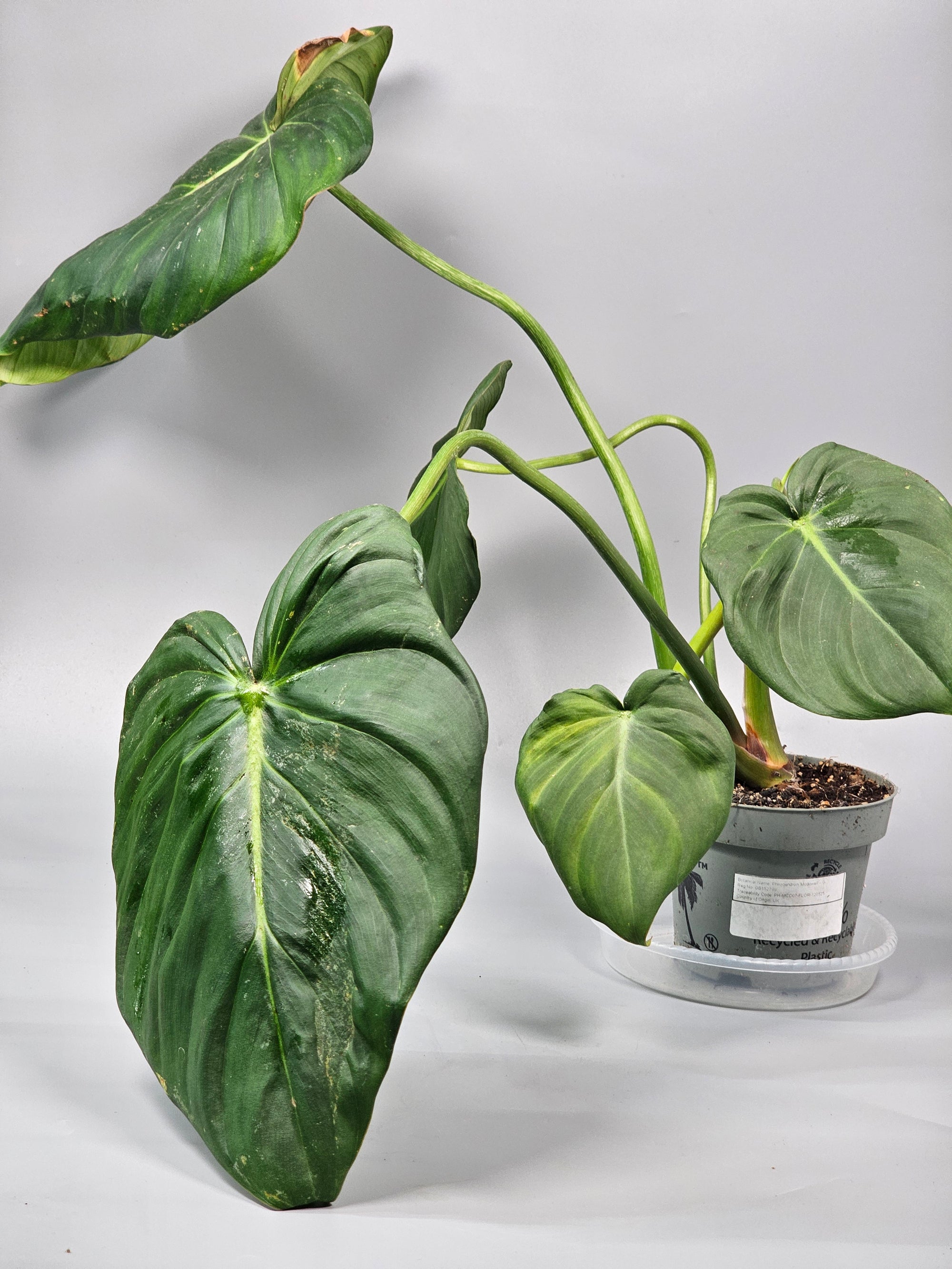 Philodendron 'mcdowell' - G | Rare Houseplants