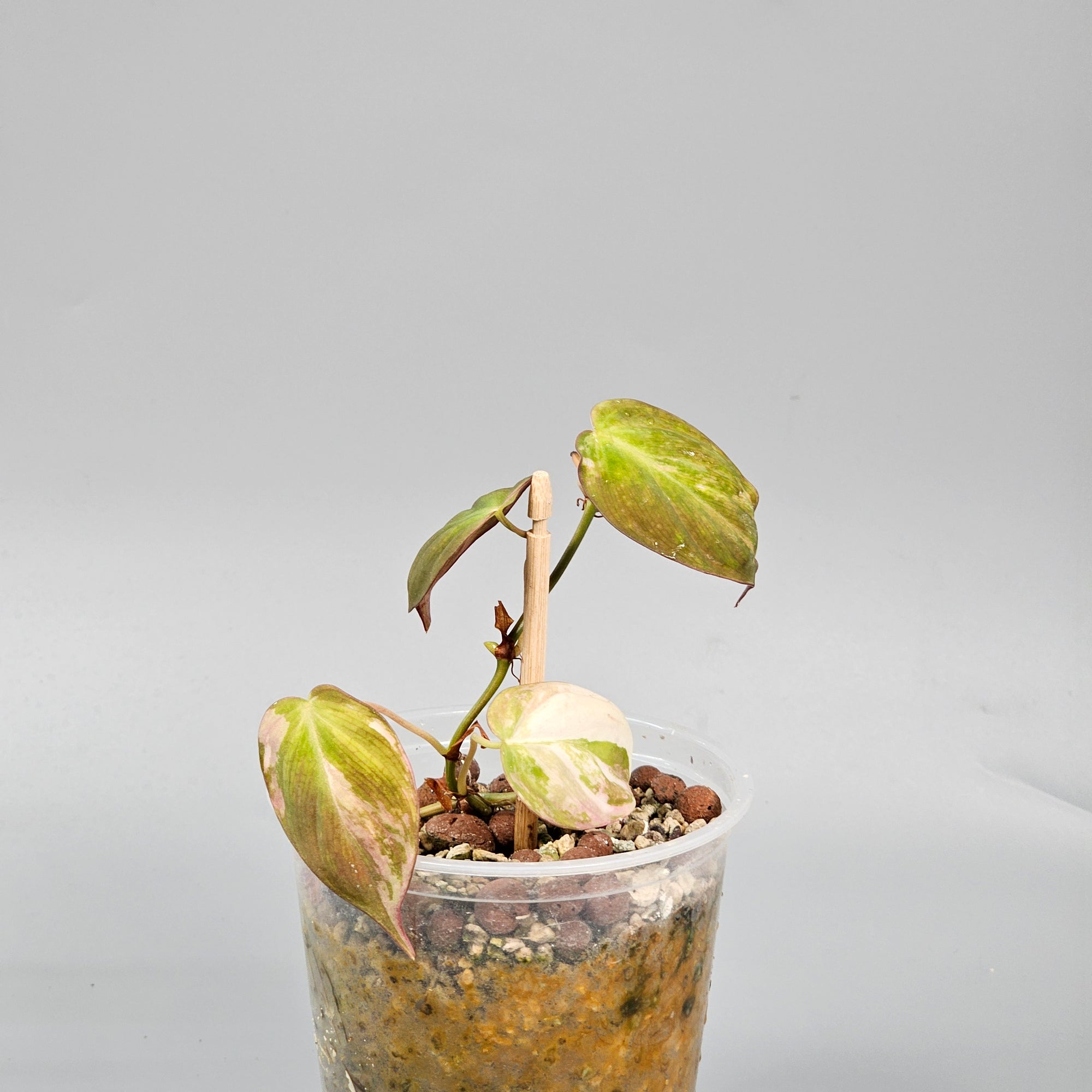 Philodendron Micans Variegated