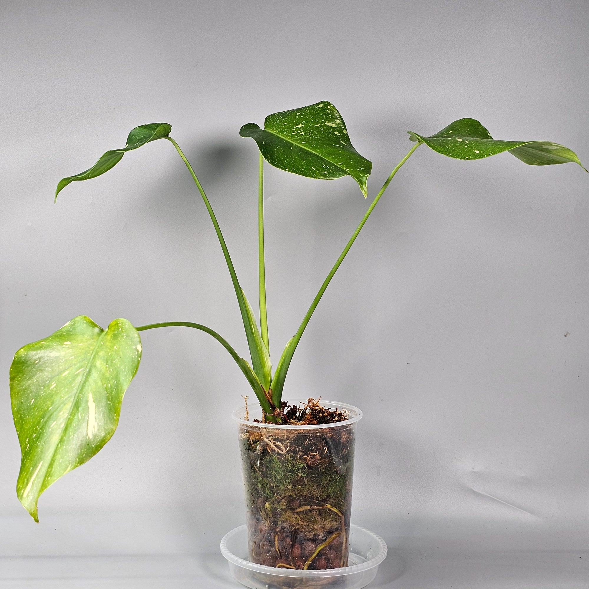 Monstera Thai Constellation
