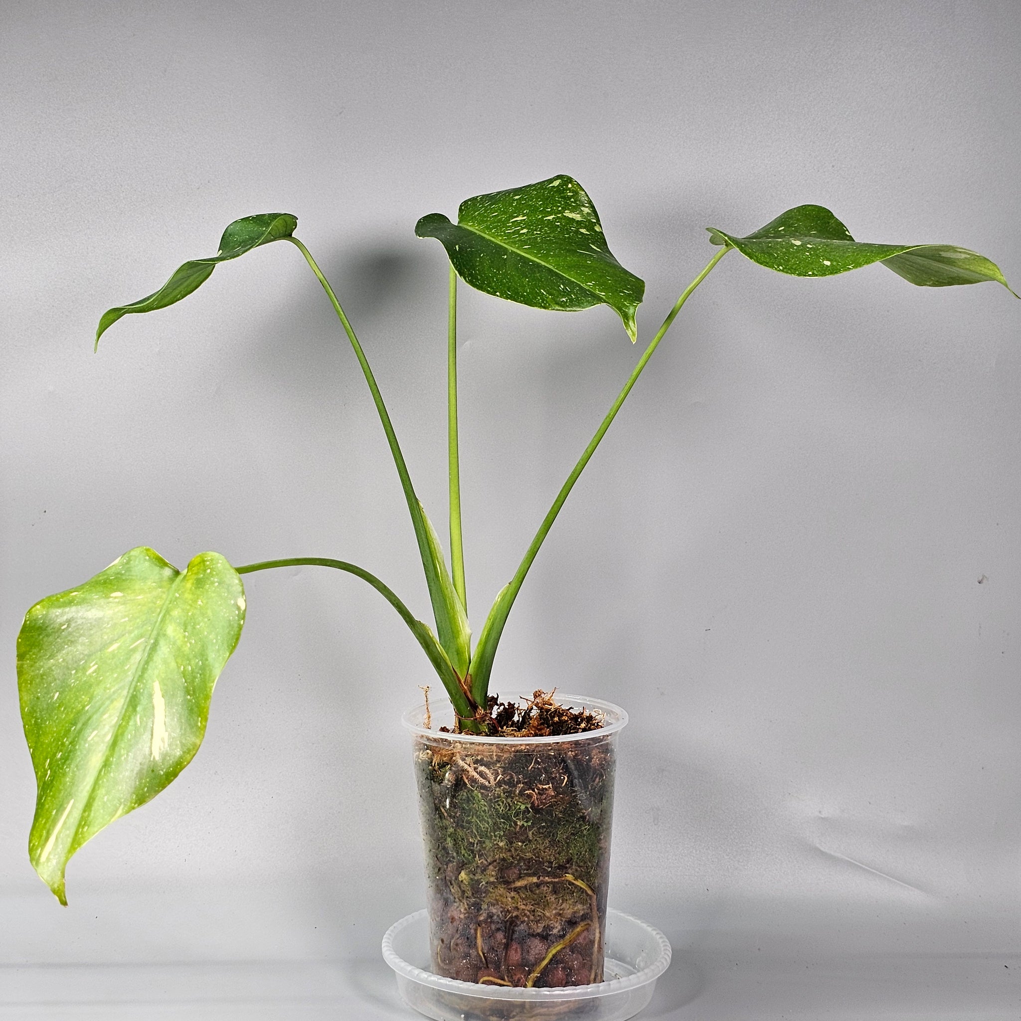Monstera Thai Constellation