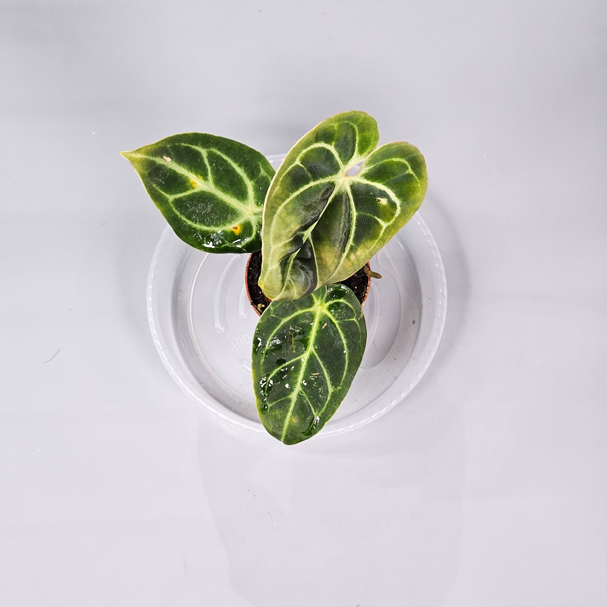 Anthurium Regale E