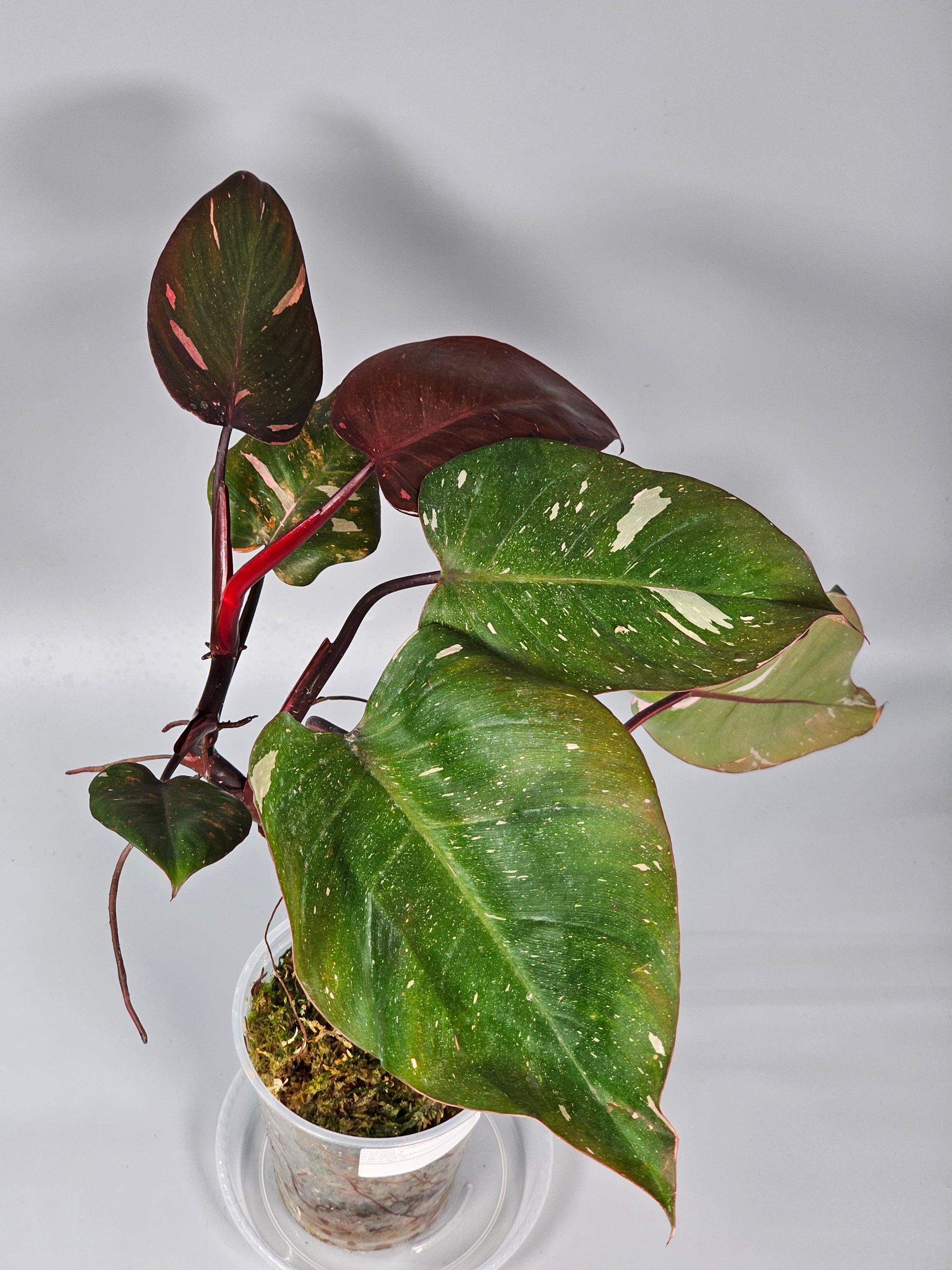 Philodendron Erubescens Pink Princess Marble - B | Rare Houseplants