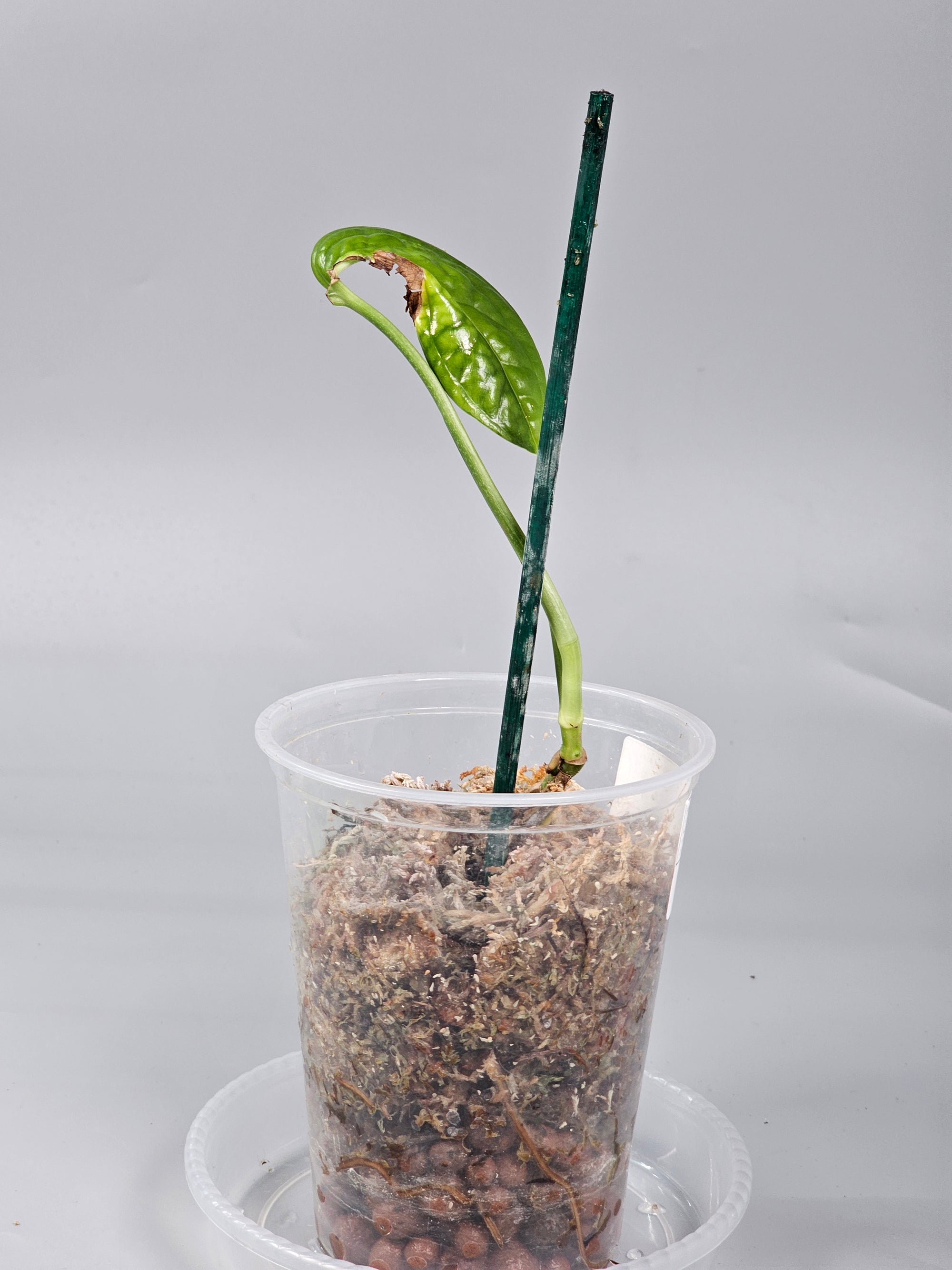 Monstera Peru Variegata 2-3 Leaves - A | Rare Houseplants
