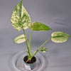Monstera Mint