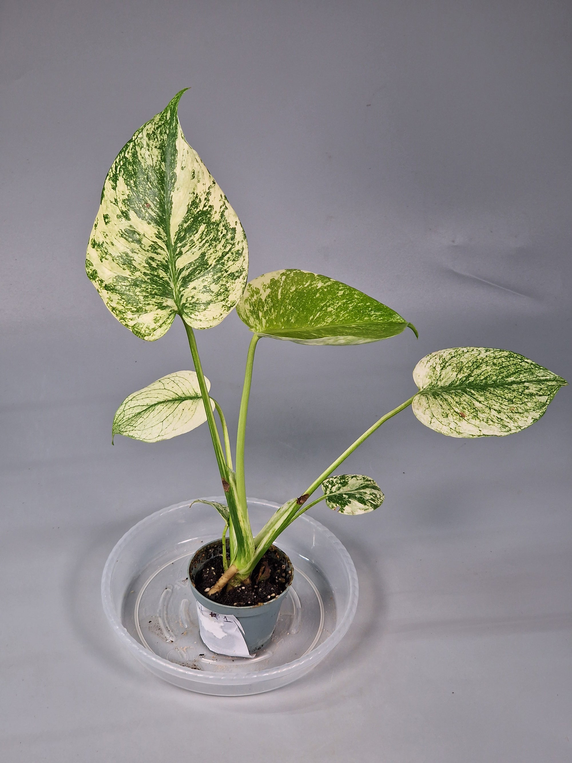 Monstera Mint