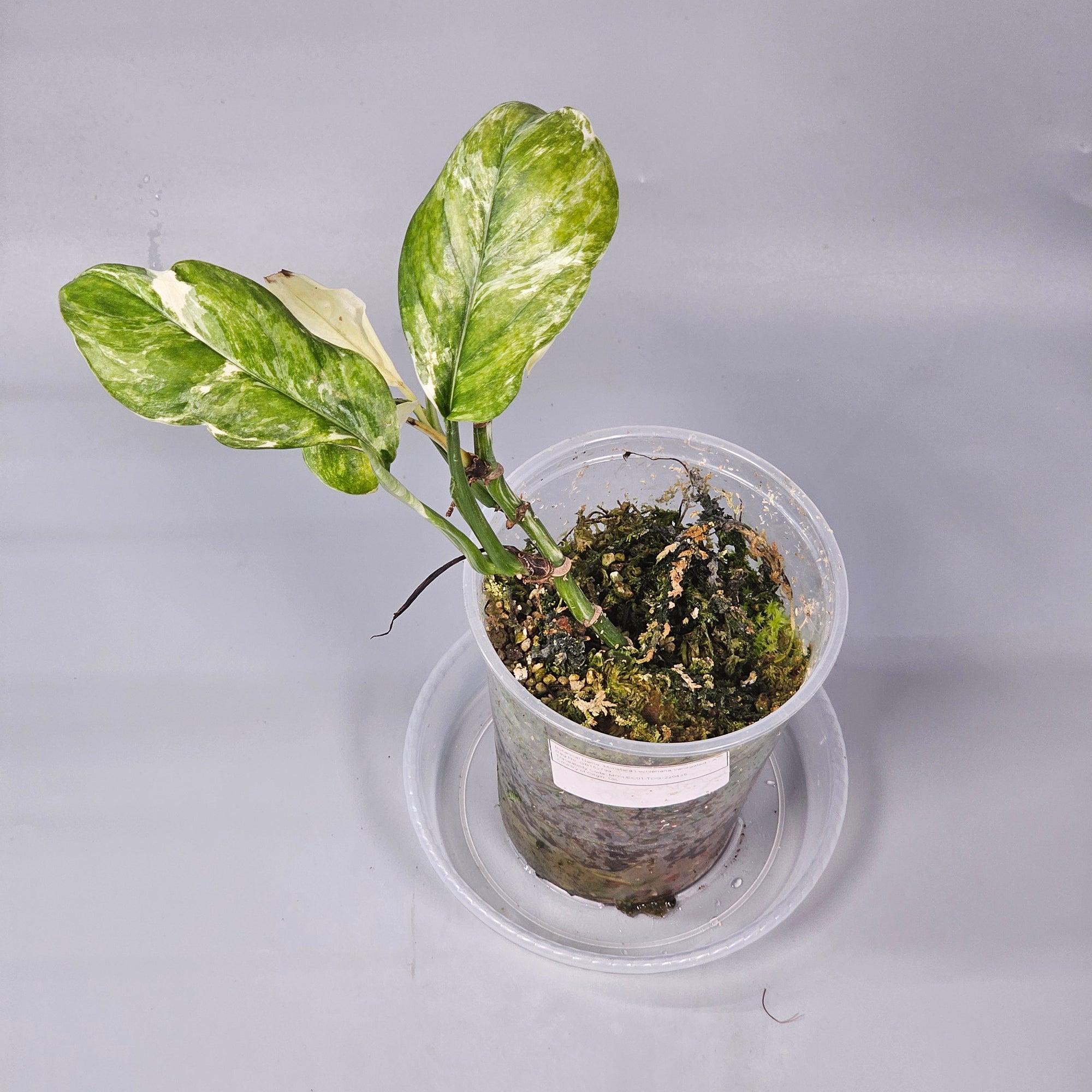 Monstera Lechleriana Variegated - A