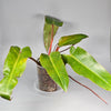 Philodendron Orange Marmalade I - A | Rare Houseplants
