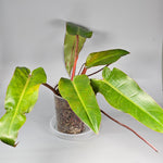 Philodendron Orange Marmalade I - A | Rare Houseplants