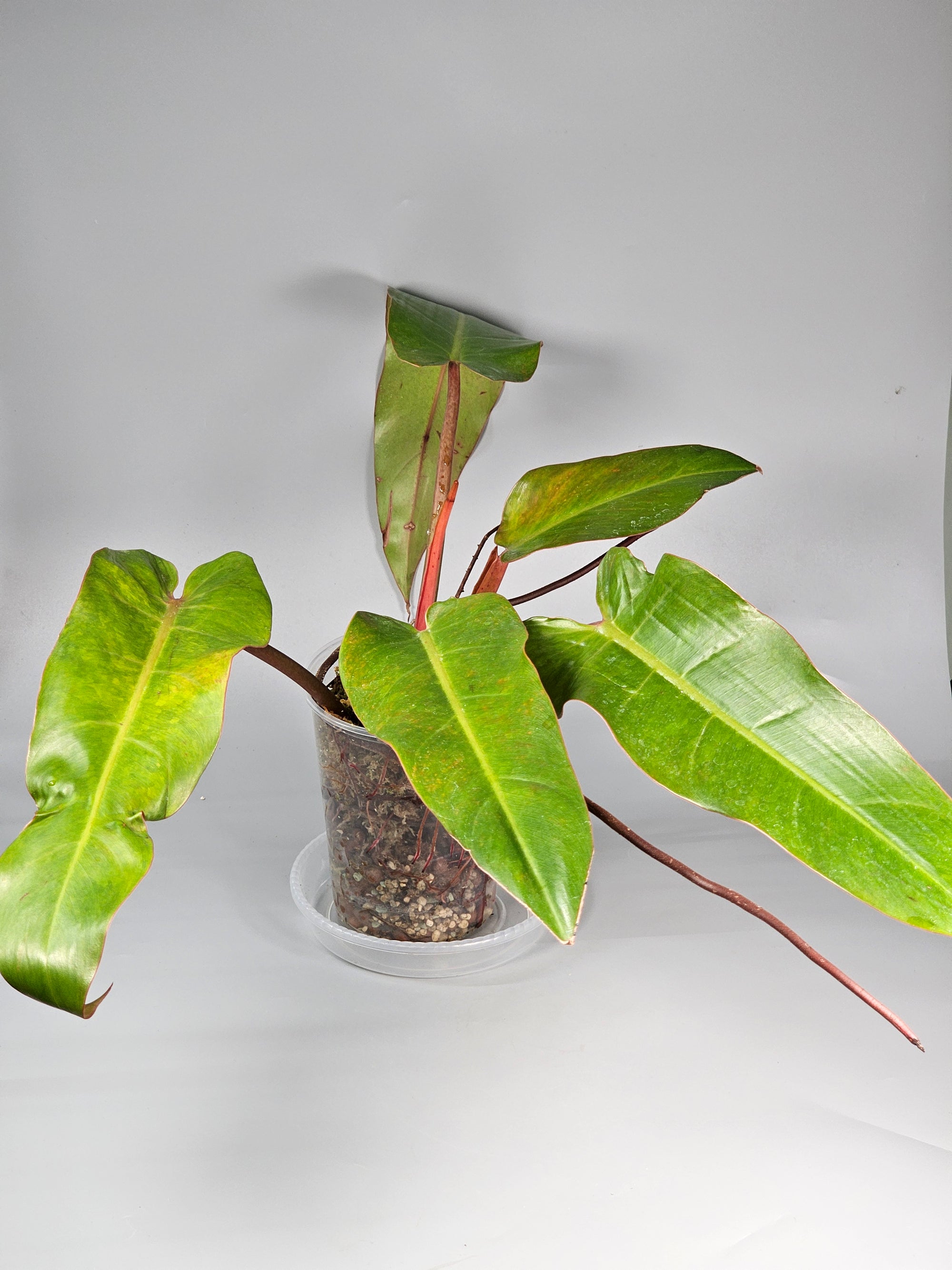 Philodendron Orange Marmalade I - A | Rare Houseplants