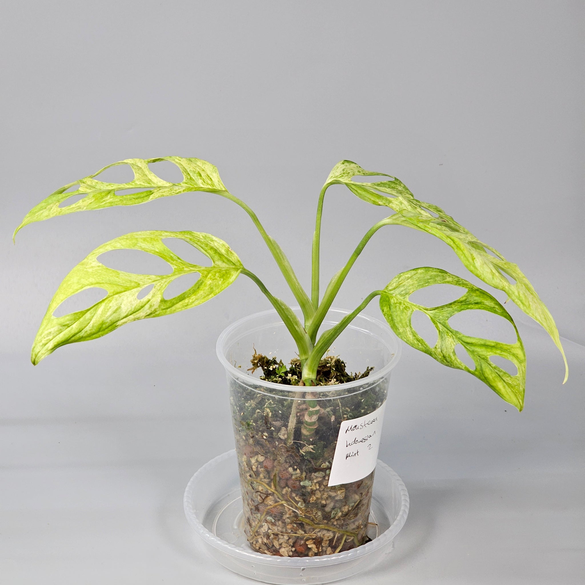 Monstera Indonesian Mint 2
