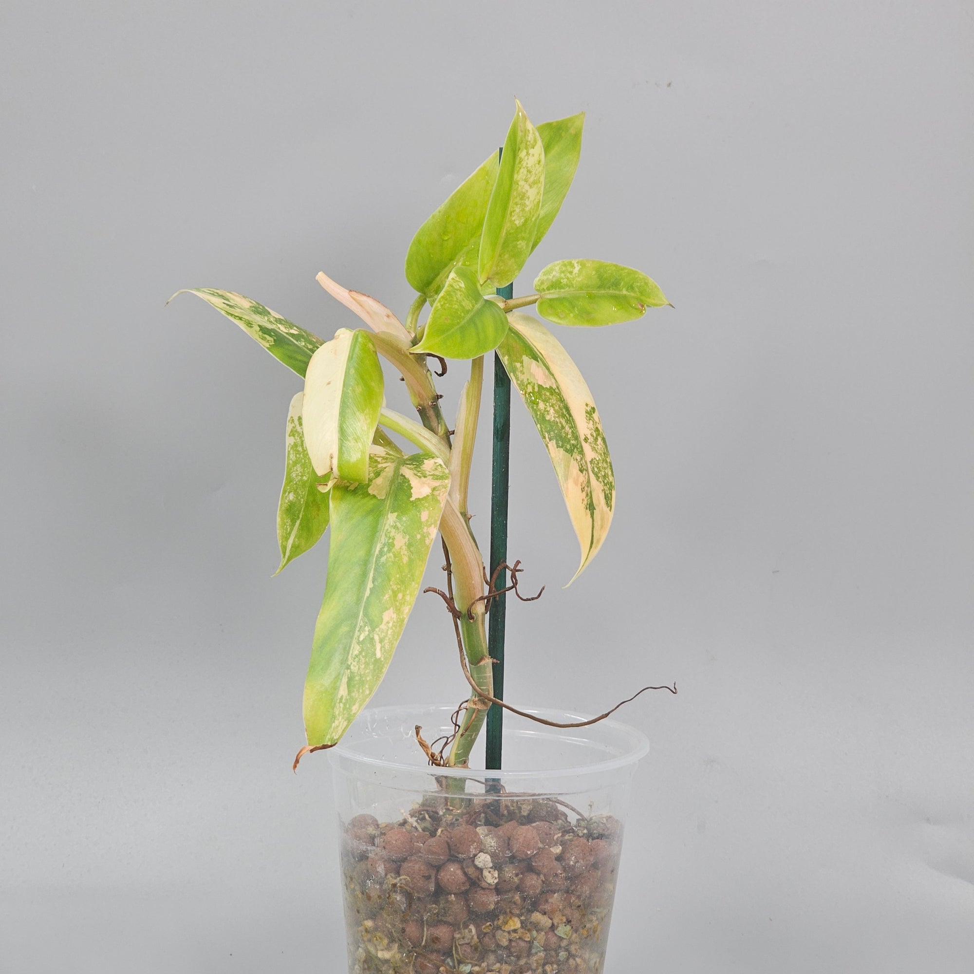 Philodendron Domesticum Variegated