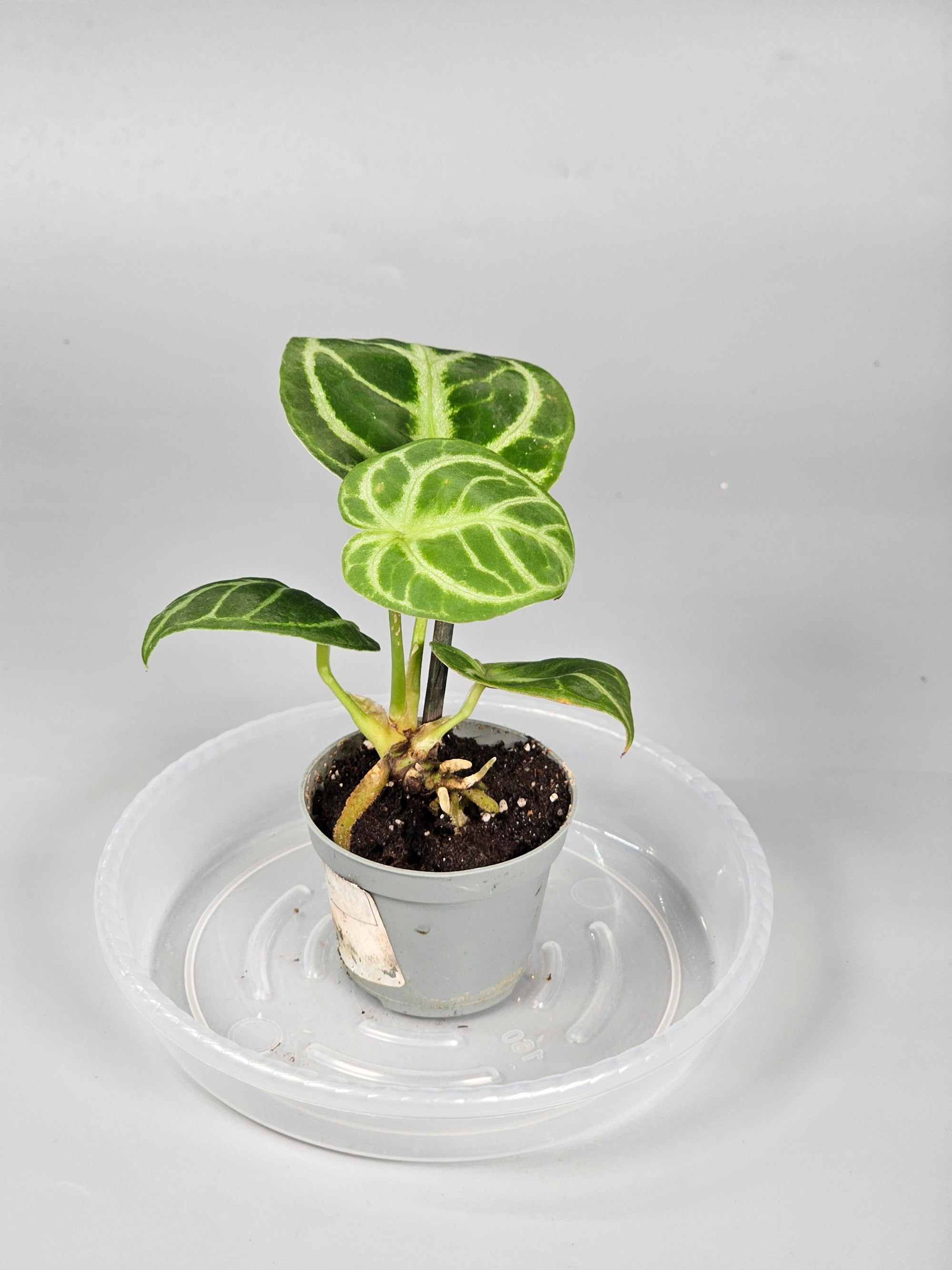 Anthurium Crystallinum 'dorayaki' - C | Rare Houseplants