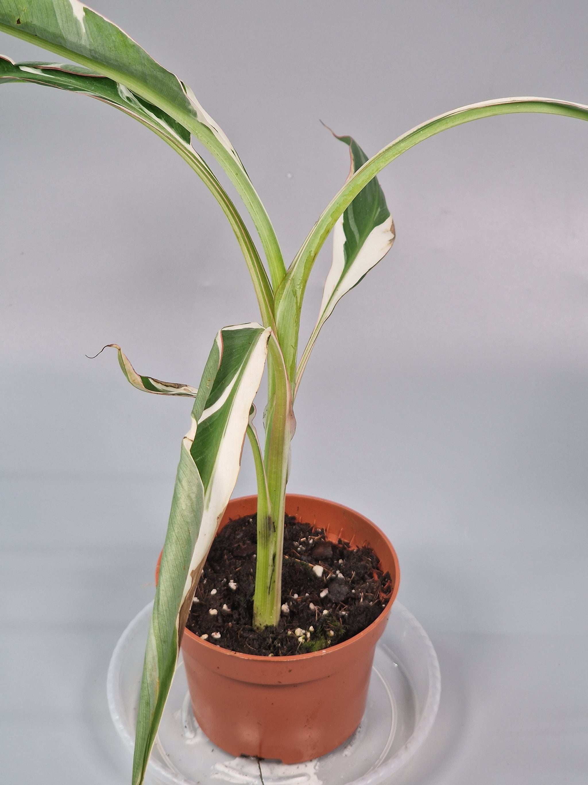 Musa 'florida Variegata' (p 10.5) - A | Rare Houseplants