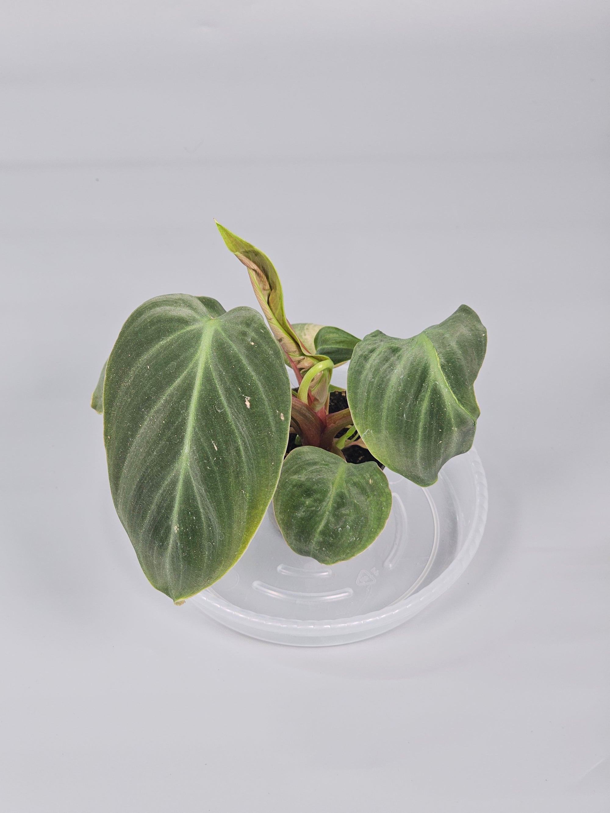 Philodendron 'el Choco Red' - H | Rare Houseplants