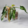 Philodendron Mexicanum - B | Rare Houseplants