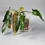 Philodendron Mexicanum - B | Rare Houseplants