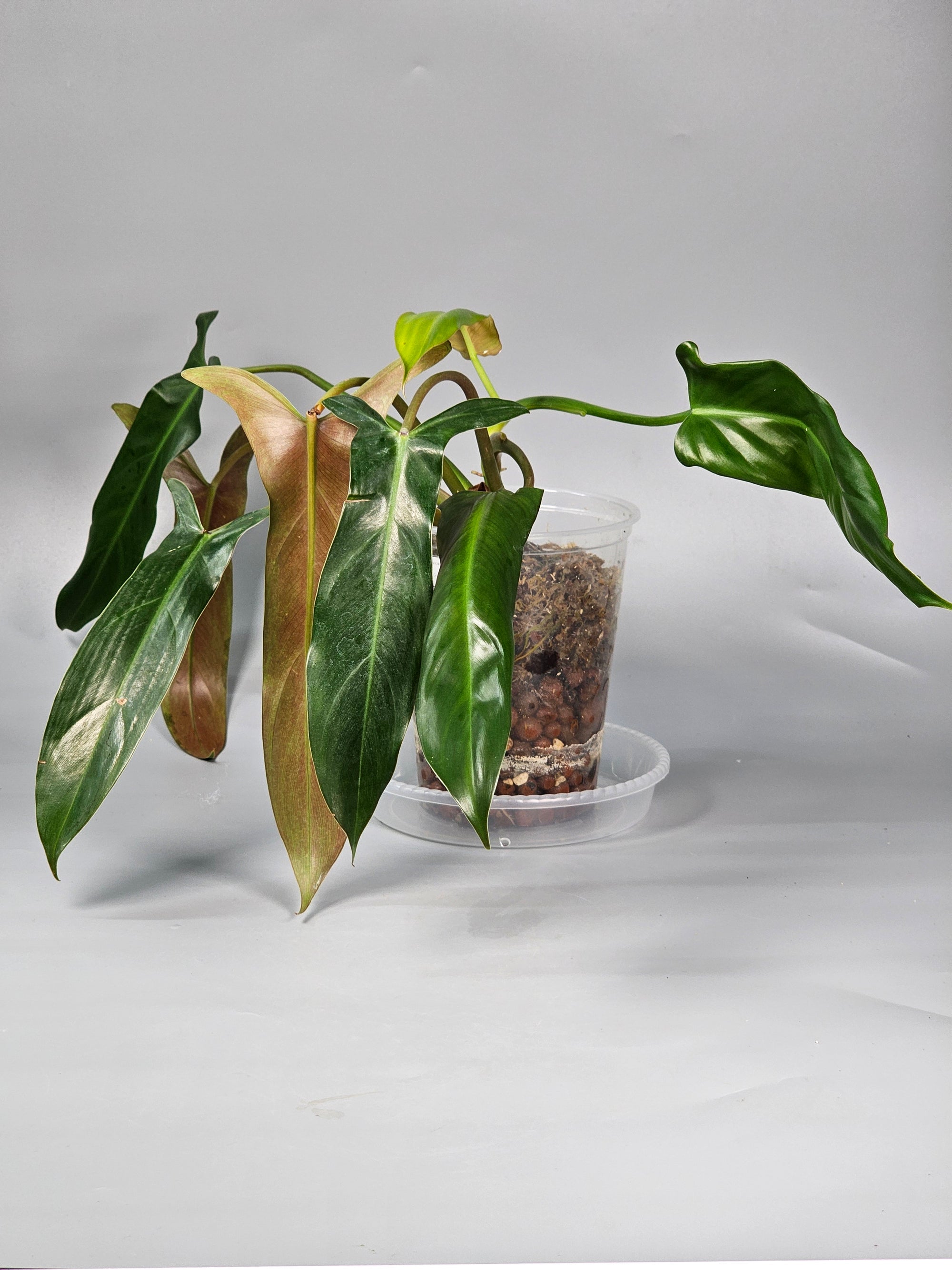 Philodendron Mexicanum - B | Rare Houseplants