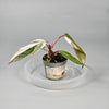 Philodendron 'red Anderson' - F | Rare Houseplants